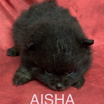 AISHA spitz nain Femelle Spitz allemand