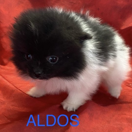 chiot Spitz allemand ALDOS spitz à réserver Domaine de la Chantelaie  