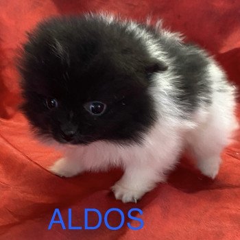 ALDOS spitz à réserver Mâle Spitz allemand