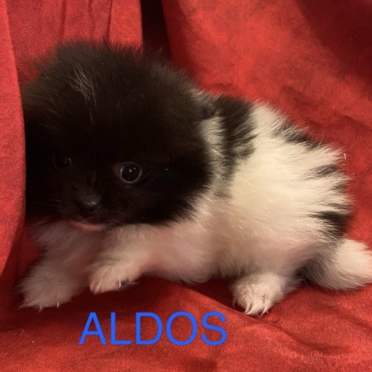 chiot Spitz allemand ALDOS spitz à réserver Domaine de la Chantelaie  