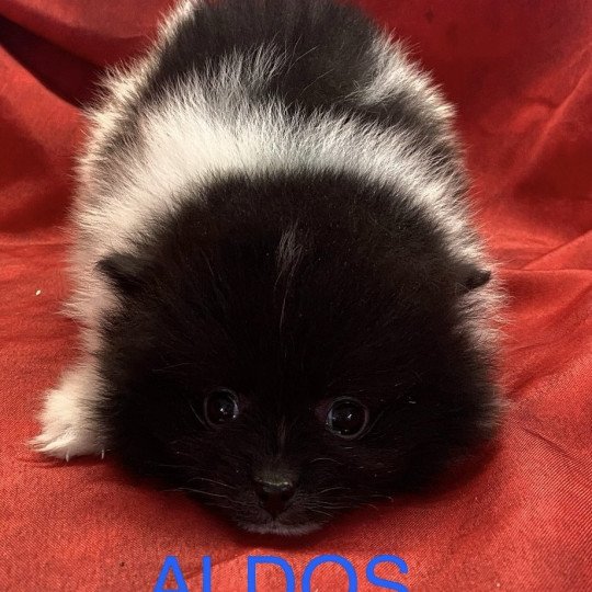 chiot Spitz allemand ALDOS spitz à réserver Domaine de la Chantelaie  