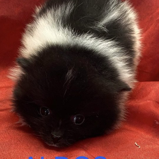 chiot Spitz allemand ALDOS spitz à réserver Domaine de la Chantelaie  