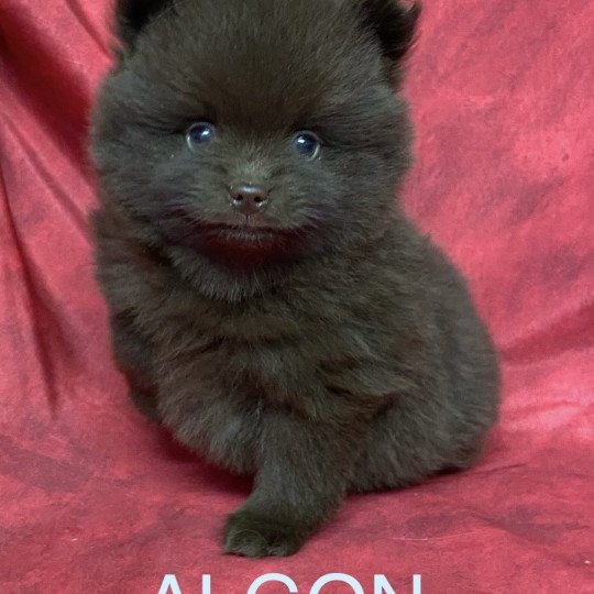 chiot Spitz allemand ALGON spitz Domaine de la Chantelaie  