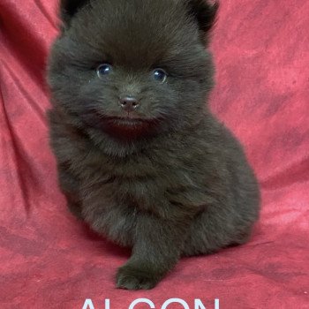 ALGON spitz Mâle Spitz allemand