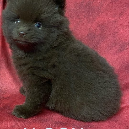 chiot Spitz allemand ALGON spitz Domaine de la Chantelaie  
