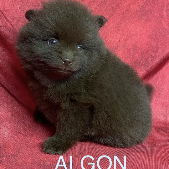 chiot Spitz allemand ALGON spitz Domaine de la Chantelaie  