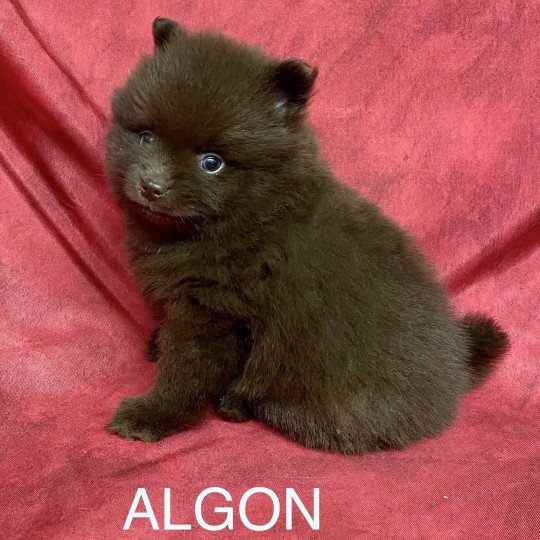 chiot Spitz allemand ALGON spitz Domaine de la Chantelaie  