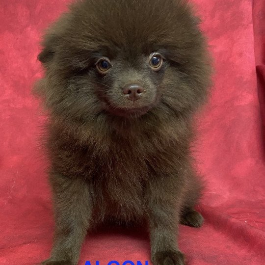 chiot Spitz allemand ALGON spitz Domaine de la Chantelaie  
