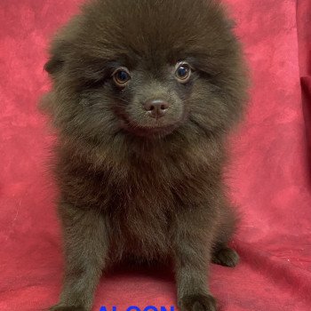 ALGON spitz Mâle Spitz allemand