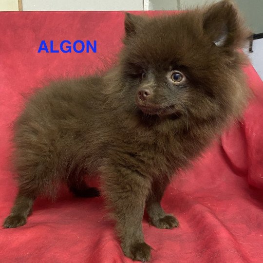 chiot Spitz allemand ALGON spitz Domaine de la Chantelaie  