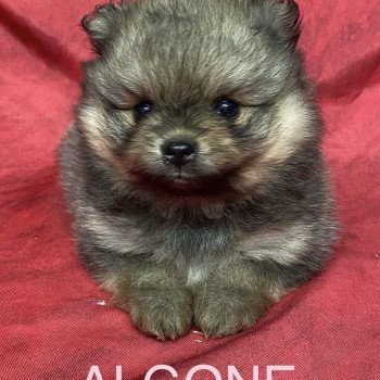 ALGONE spitz Femelle Spitz allemand