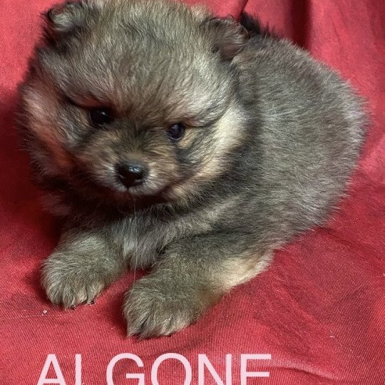 chiot Spitz allemand ALGONE spitz Domaine de la Chantelaie  