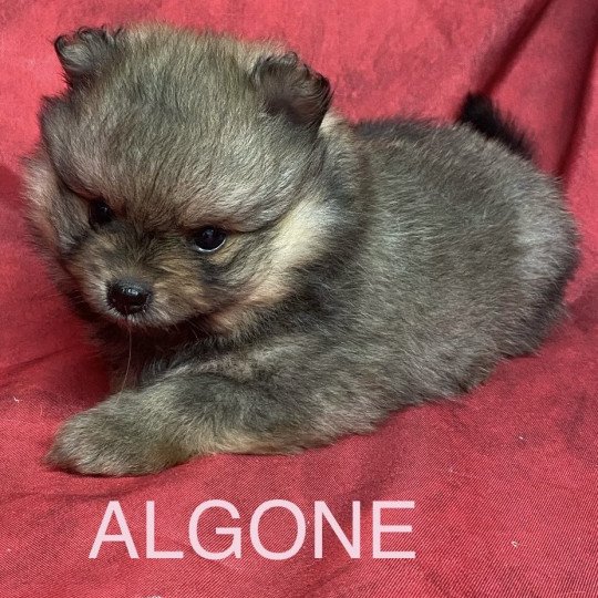 chiot Spitz allemand ALGONE spitz Domaine de la Chantelaie  