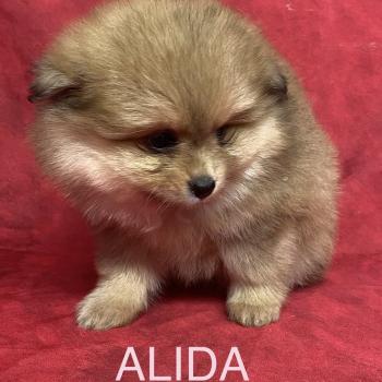 ALIDA spitz à réserver Femelle Spitz allemand