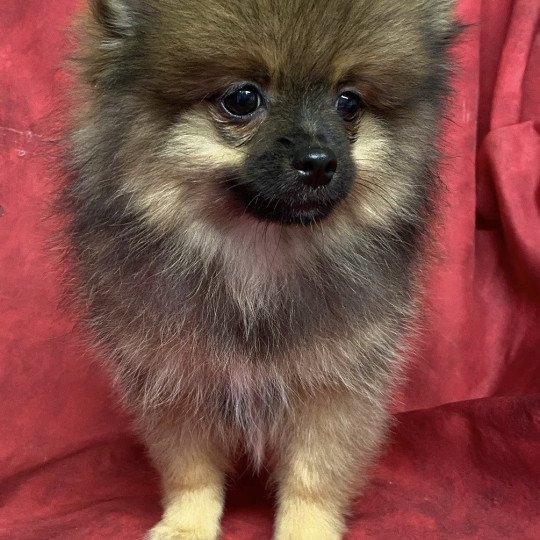 chiot Spitz allemand ALISTER spitz Domaine de la Chantelaie  