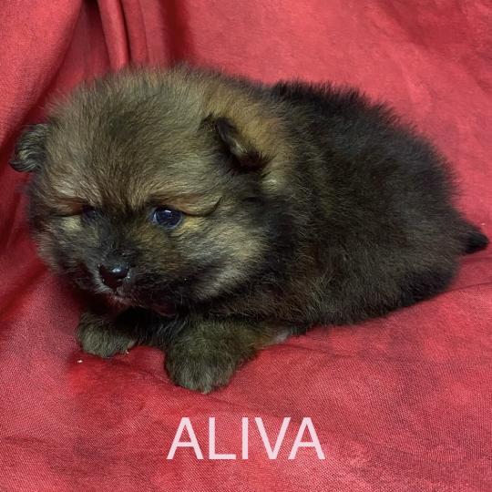 chiot Spitz allemand ALIVA spitz à réserver Domaine de la Chantelaie  