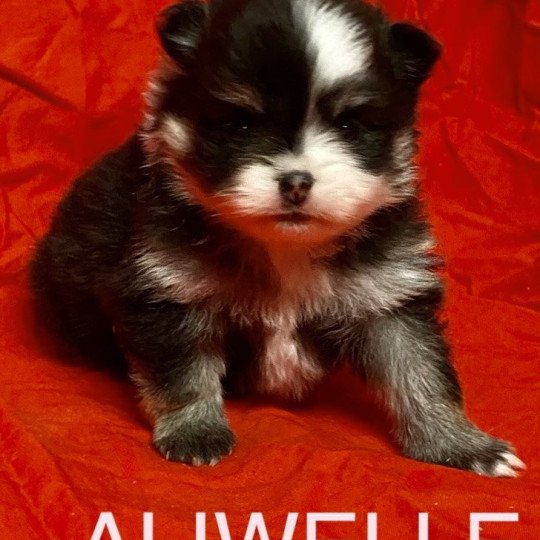 chiot Spitz allemand ALIWELLE à réserver Domaine de la Chantelaie  