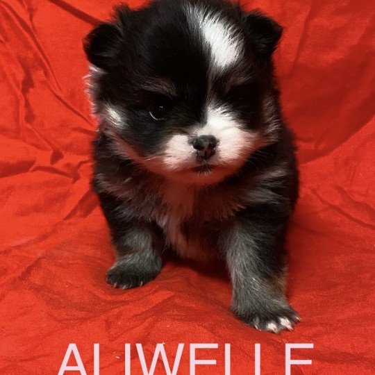 chiot Spitz allemand ALIWELLE à réserver Domaine de la Chantelaie  
