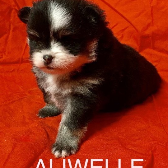 chiot Spitz allemand ALIWELLE à réserver Domaine de la Chantelaie  