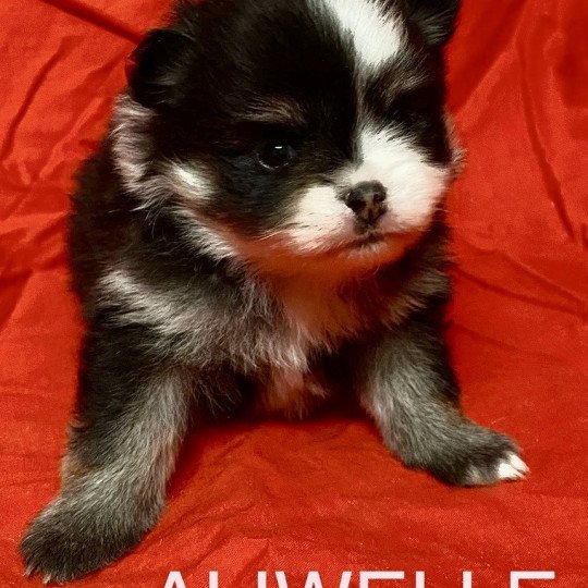 chiot Spitz allemand ALIWELLE à réserver Domaine de la Chantelaie  