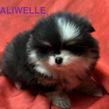 ALIWELLE spitz naine Poméranian à réserver Femelle Spitz allemand