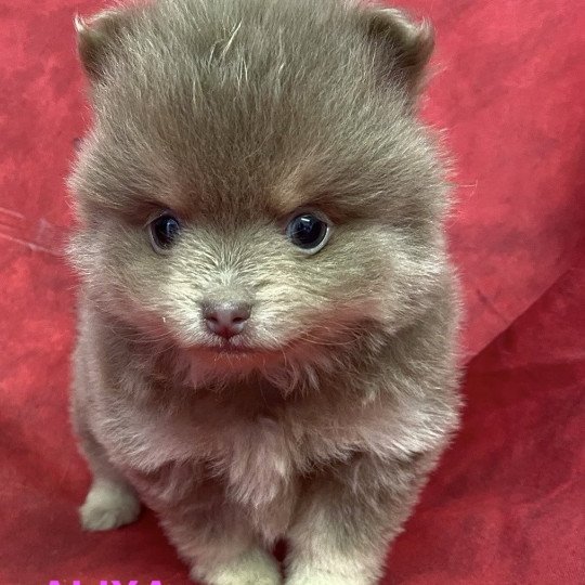 chiot Spitz allemand ALIXA spitz Domaine de la Chantelaie  