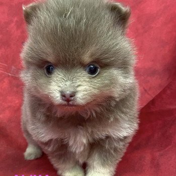 ALIXA spitz Femelle Spitz allemand