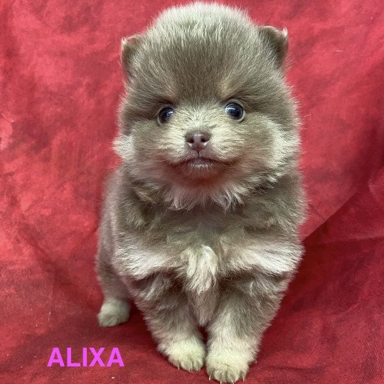 chiot Spitz allemand ALIXA spitz Domaine de la Chantelaie  
