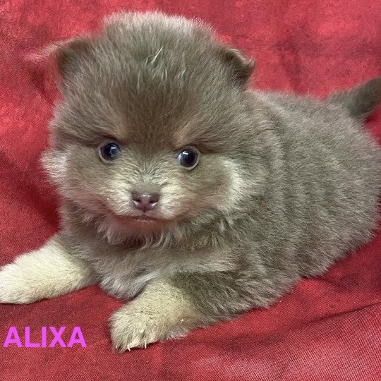 chiot Spitz allemand ALIXA spitz Domaine de la Chantelaie  