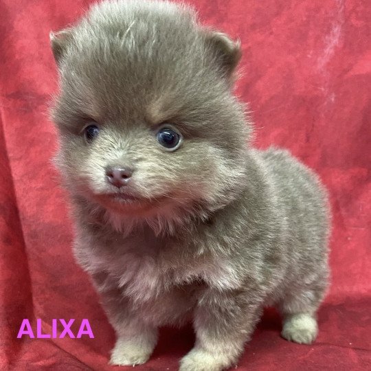 chiot Spitz allemand ALIXA spitz Domaine de la Chantelaie  