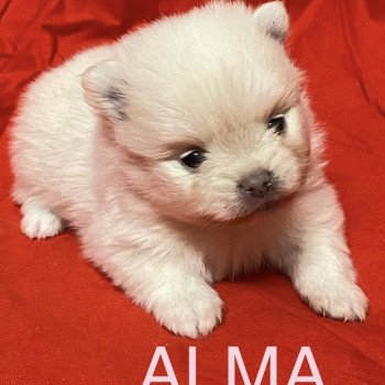 ALMA à réserver Femelle Spitz allemand