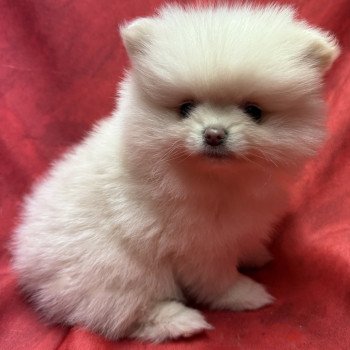 ALMA naine pomeranian à réserver Femelle Spitz allemand