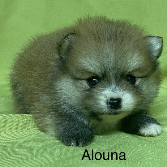 chiot Spitz allemand ALOUNA spitz nain à réserver Domaine de la Chantelaie  