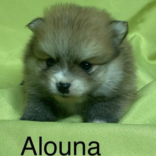 chiot Spitz allemand ALOUNA spitz nain à réserver Domaine de la Chantelaie  