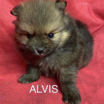 ALVIS spitz à réserver Mâle Spitz allemand