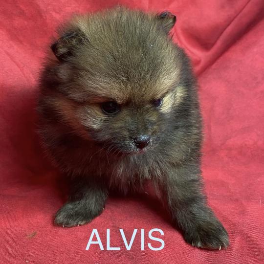 chiot Spitz allemand ALVIS spitz à réserver Domaine de la Chantelaie  