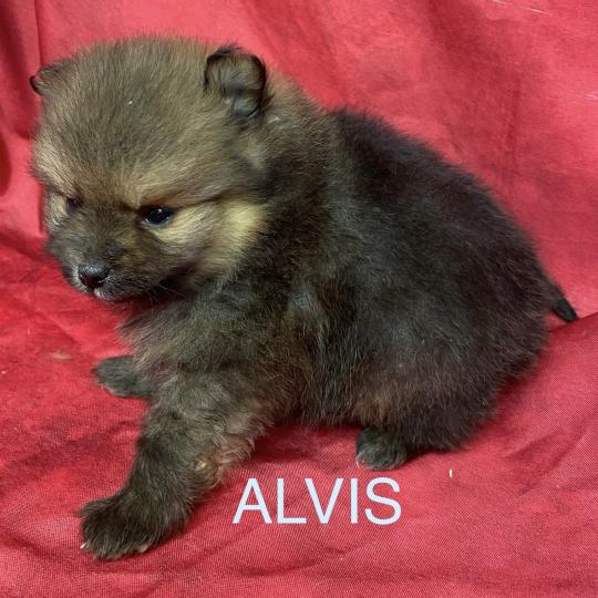 chiot Spitz allemand ALVIS spitz à réserver Domaine de la Chantelaie  