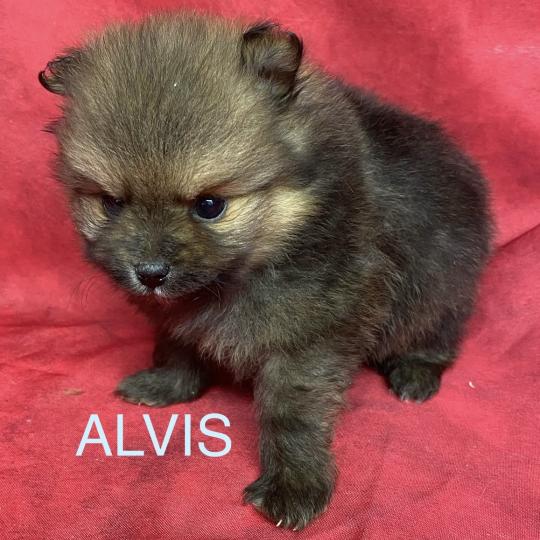 chiot Spitz allemand ALVIS spitz à réserver Domaine de la Chantelaie  