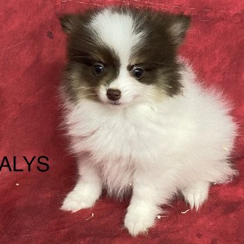 ALYS spitz naine Femelle Spitz allemand