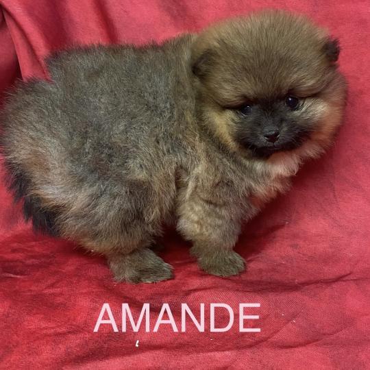 chiot Spitz allemand AMANDE spitz à réserver Domaine de la Chantelaie  