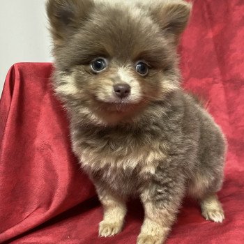 AMARINE Femelle Spitz allemand