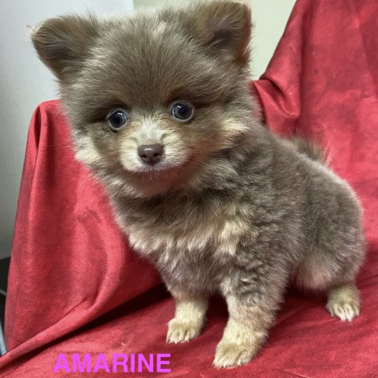 chiot Spitz allemand AMARINE Domaine de la Chantelaie  
