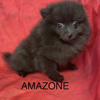 AMAZONE spitz naine Femelle Spitz allemand