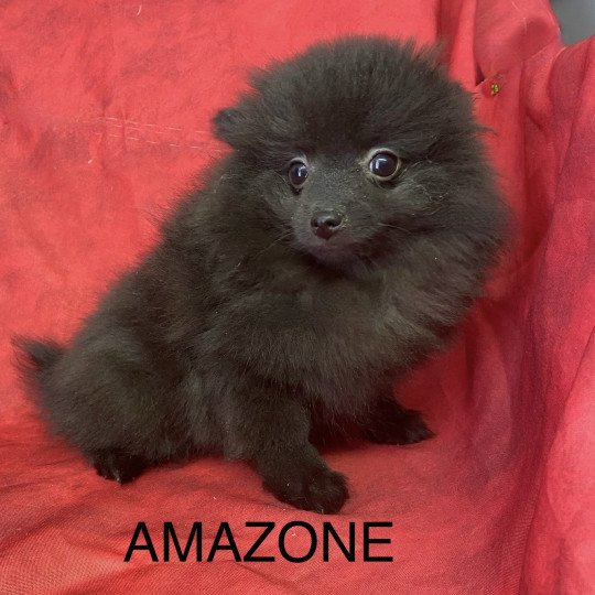 chiot Spitz allemand AMAZONE spitz naine Domaine de la Chantelaie  