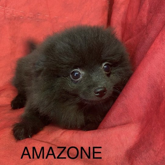chiot Spitz allemand AMAZONE spitz naine Domaine de la Chantelaie  