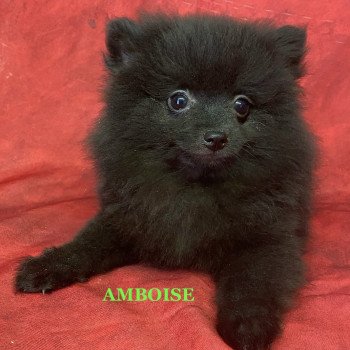 AMBOISE spitz Femelle Spitz allemand