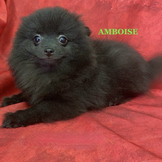 chiot Spitz allemand AMBOISE spitz Domaine de la Chantelaie  