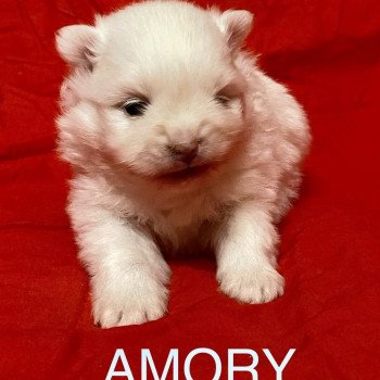 AMORY à reserver Mâle Spitz allemand