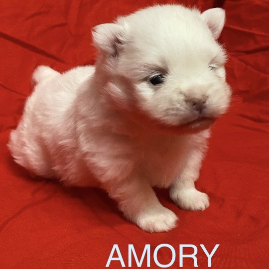 chiot Spitz allemand AMORY à reserver Domaine de la Chantelaie  