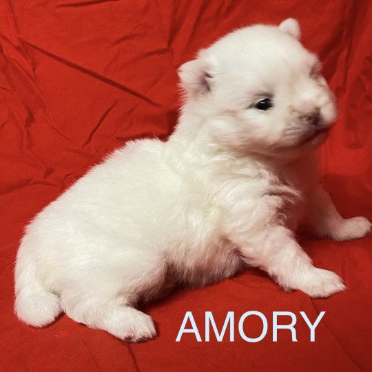 chiot Spitz allemand AMORY à reserver Domaine de la Chantelaie  